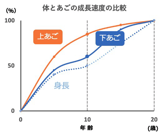 グラフ：体とあごの成長速度の比較